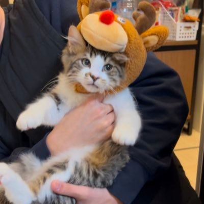 ほたてくん's profile picture