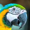 Parroty's profile picture