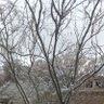 adoor 的头像