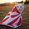 怪猫斎吐天(変)'s profile picture