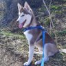 Iluq_Husky 的头像