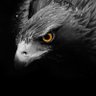 nagra's profile picture