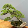盆景- Bonsai profil fotoğrafı