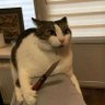 GatoCoital 的头像