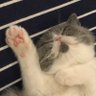 猫と家族 profil fotoğrafı