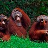 Clan Murphy's profile picture