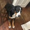 scoob's profile picture