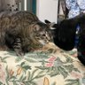 Фото профиля #PhillyAntifaCats - SnuggleType