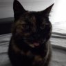 La Bonne Fée des Chats's profile picture
