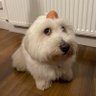 RmanNuudles🍜's profile picture