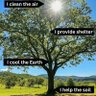 ะคะพัะพ ะฟัะพัะธะปั Plant trees
