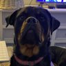 Gonetothedogs's profile picture