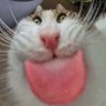 LaQuenouille's profile picture
