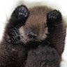 otterwx's profile picture