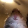 Profilbild von Iqbalee