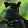 Apurva Mishra profil fotoğrafı