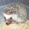 HODOHODO's profile picture