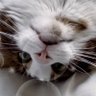 ダディ〜's profile picture