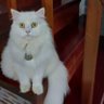 มานะ profil fotoğrafı