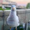 mstiben🇹🇷 profil fotoğrafı