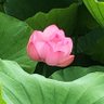 Фото профиля 岩渕弘美
