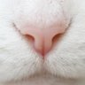 kasou neko's profile picture