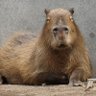 てるボウズ's profile picture