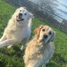 Wilf and Ernie ๐ถ๐ถ๐๐'s profile picture