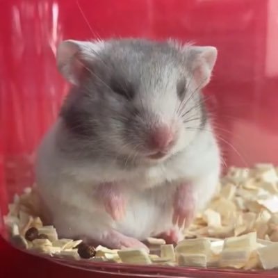 はや's profile picture