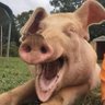Profilbild von big piggy
