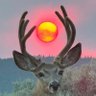 unknown force's profile picture