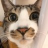 猫@医療情報技師？- ̗̀ 🌻 ̖́- 的头像