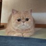 ぷに🐱ᩚ profil fotoğrafı