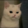 Profilbild von 𝖎𝖗𝖎𝖘♕︎