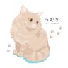 猫の紬🐈サイベリアン 的头像