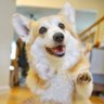 Lilo the Welsh Corgi 的头像