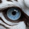 Whitetiger profil fotoğrafı