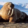Profilbild von The Greasy Walrus of Monte Cristo