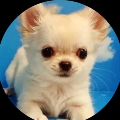 さとう's profile picture