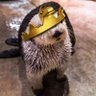 Wokeotter92 ⚢'s profile picture