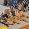 Ridgeback78's profile picture