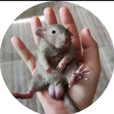#jhonmayo🕹🍼 🐢's profile picture