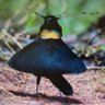 Profilbild von Laurelbirder