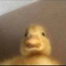 DHQ's profile picture