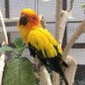 インコと💪🪴💰🎻♨️🔈 的头像