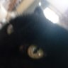 Profilbild von Simba 😺