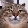 Profilbild von Gazzoni