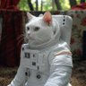 猫士郎 profil fotoğrafı