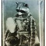 Captain Raccoon profil fotoğrafı