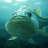 Profilbild von Rodo Snook